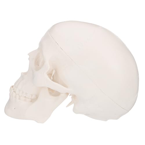CONGARTENO Anatomisches Schädelmodell aus Hochwertigem Kunststoff Detailgetreues Desktop Dekor Leichtes Tragbares Lernspielzeug für Medizinische Kunst und Lehrzwecke von CONGARTENO