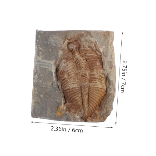 CONGARTENO Echtes Trilobiten Fossilien Steinpräparat Retro Stil Einzigartig Detailgetreu Wissenschaftliches Lernspielzeug für Paläontologie Sammlerstück Biologie Unterricht von CONGARTENO