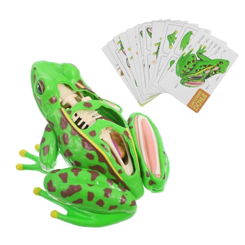 CONGARTENO Interaktives Frosch seziermodell aus Sicheren Materialien Abnehmbare Teile für Biologieunterricht und Heimstudium Fördert Kognitive Fähigkeiten und Spielerisches Lernen von CONGARTENO