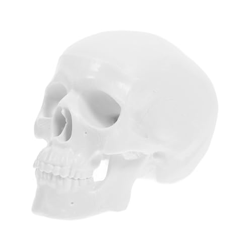 CONGARTENO Mini Menschlicher Schädel Modell Anatomisch Abnehmbar Weiß Kunststoff Lernhilfe für Medizinstudenten Studium Zeichnung Halloween Dekoration Vielseitig Langlebig CONGARTENO Mini Menschlicher Schädel Modell Anatomisch Abnehmbar Weiß Kunststoff Lernhilfe für Medizinstudenten Studium Zeichnung Halloween Dekoration Vielseitig Langlebig von CONGARTENO