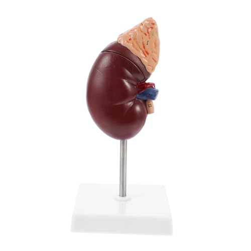 CONGARTENO Nierenmodell mit Nebennieren Medizinisches Modell aus Langlebigem Material Detaillierte Darstellung Inklusive Sockel für Schul und Krankenhausschulungen Visuelle Lehrhilfe von CONGARTENO