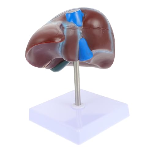 CONGARTENO Realistisches Menschliches Organ Modell mit Stabilem Sockel Detailgetreues Medizinisches Lehrmodell für Schulunterricht und Anschauliche Darstellung der CONGARTENO Realistisches Menschliches Organ Modell mit Stabilem Sockel Detailgetreues Medizinisches Lehrmodell für Schulunterricht und Anschauliche Darstellung der von CONGARTENO