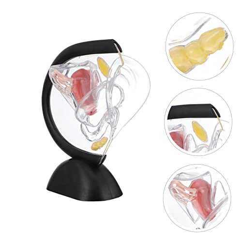 CONGARTENO Transparentes Medizinisches Uterusmodell aus Unzerbrechlichem PVC Sichtbare Weibliche Gebärmutterwand für Anatomieunterricht Patientenedukation und Reproduktives Organsystem von CONGARTENO