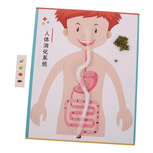 CORHAD 4 Sätze DIY Digestive System Model Toy für Interaktives Lernspielzeug zur -erforschung Kreatives Bastelset für Frühkindliche Stem-Bildung und Wissenschaftsexperimente von CORHAD