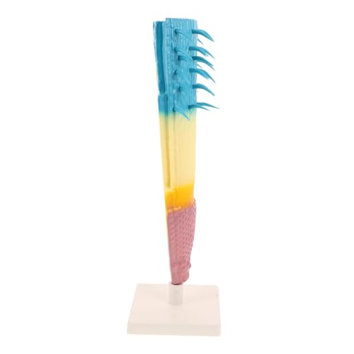 CORHAD Corn Root Profile Modell Biologisches Lehrmodell Detaillierte Wurzelsektion Robustes Pflanzenanatomiegerät Für Schüler Lehrer Biologieunterricht Pflanzenanatomisches Modell von CORHAD