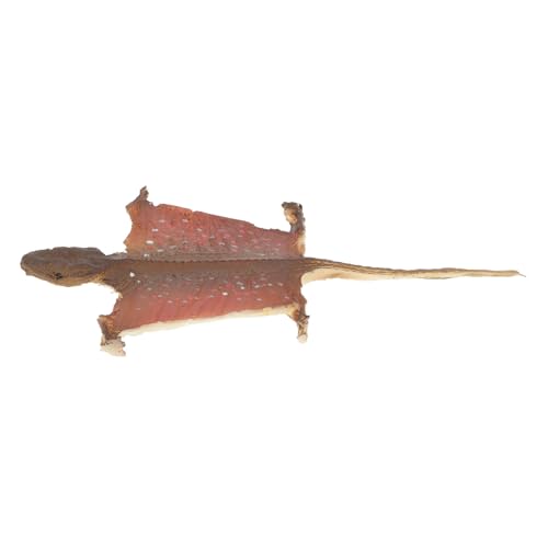 CORHAD Dekorationsfigur Für Streich Dekor Und Display Layout Spuk Requisite Aus Kunststoff Simulierte Party Für Innenreptilien – Garten Mit Fotografie Modellhaus Und Trick Halloween CORHAD Dekorationsfigur Für Streich Dekor Und Display Layout Spuk Requisite Aus Kunststoff Simulierte Party Für Innenreptilien – Garten Mit Fotografie Modellhaus Und Trick Halloween von CORHAD