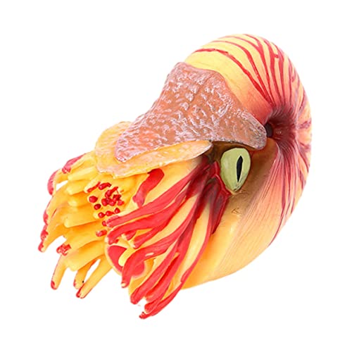 CORHAD Künstliches Nautilus Modell aus Kunststoff Realistische Simulation Tierfigur für Lernspielzeug und Aquarium Dekoration Fördert Kreativität und Fantasie CORHAD Künstliches Nautilus Modell aus Kunststoff Realistische Simulation Tierfigur für Lernspielzeug und Aquarium Dekoration Fördert Kreativität und Fantasie von CORHAD