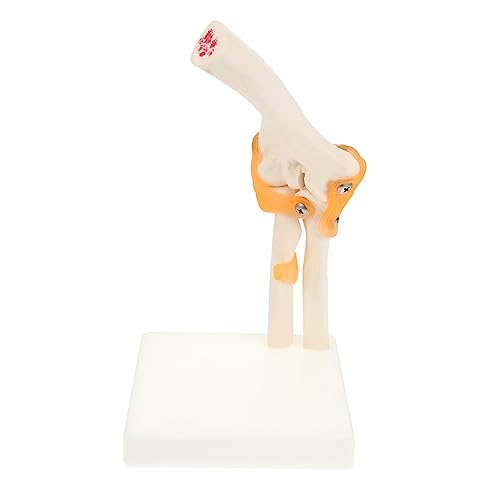 COSMEVIVI 1 Stück Anatomisches Ellenbogenmodell aus Human Skeleton Model für Medizinische Ausbildung und Detailgetreu und Widerstandsfähig für Klassenzimmer und Chirurgie COSMEVIVI 1 Stück Anatomisches Ellenbogenmodell aus Human Skeleton Model für Medizinische Ausbildung und Detailgetreu und Widerstandsfähig für Klassenzimmer und Chirurgie von COSMEVIVI