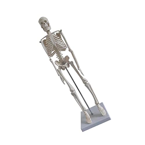 COSMEVIVI Menschliches Skelett Pvc-anzeigenskelett Für Lehre Und Fitness von COSMEVIVI