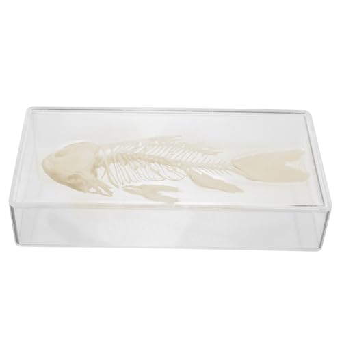COSMEVIVI Simulation Fischskelett Modell Für Bildung Und Forschung Künstliches Fischskelett Lehrreiches Präparat Für Aquarien Und Wissenschaftliche Ausstellungen von COSMEVIVI