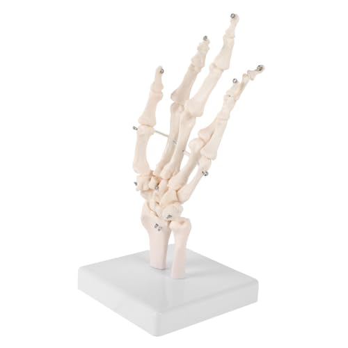 COSMEVIVI Handknochengelenkmodell Handgelenkmodelle Anatomische Handmodelle Handknochenmodell Menschliche Hand Skelettmodelle Labore Handskelettmodelle Laborwerkzeuge Labormodelle Basis von COSMEVIVI