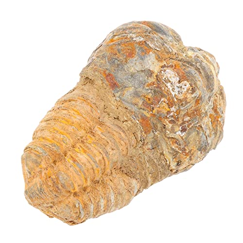 COSMEVIVI Trilobiten Unterrichtsset Für Den Unterricht, Lehrrequisiten, Schmuck, Pädagogische Paläontologie Probe, Kinderspielzeug, Schreibtisch Ornament, Musterdekoration, Echtes Modell, COSMEVIVI Trilobiten Unterrichtsset Für Den Unterricht, Lehrrequisiten, Schmuck, Pädagogische Paläontologie Probe, Kinderspielzeug, Schreibtisch Ornament, Musterdekoration, Echtes Modell, von COSMEVIVI