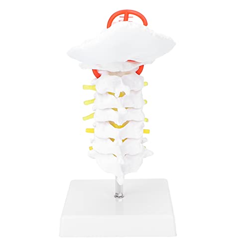 Humaner Wirbelsäulensäulenmodell mit Wirbel und Arterie, anatomisches Modell für das Studienunterricht im Klassenzimmer, das aus hochwertigem PVC, 1: 1 -Verhältnis besteht, Humaner Wirbelsäulensäulenmodell mit Wirbel und Arterie, anatomisches Modell für das Studienunterricht im Klassenzimmer, das aus hochwertigem PVC, 1: 1 -Verhältnis besteht, von COSMICROWAVE