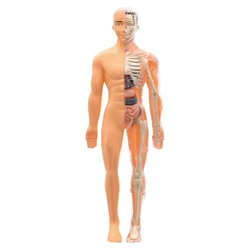 Human Body Anatomy Model Kit, 29 Piece 3D Torso Organ Model with Removable Bones & Organs, DIY Human Structure Model for Kids Students Classroom Teaching Science Education von CRGANGZY
