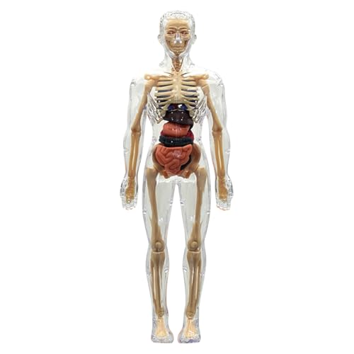 Human Body Anatomy Model Kit, 29 Piece 3D Torso Organ Model with Removable Bones & Organs, DIY Human Structure Model for Kids Students Classroom Teaching Science Education von CRGANGZY