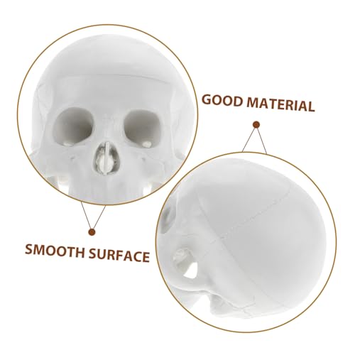 CRILSTYLEO Mini Schädel Modell aus Robustem PVC Realistische Anatomie Nachbildung Detailgetreue Simulation für Medizinstudenten und Halloween Deko Kleines Menschliches Schädel Ornament für CRILSTYLEO Mini Schädel Modell aus Robustem PVC Realistische Anatomie Nachbildung Detailgetreue Simulation für Medizinstudenten und Halloween Deko Kleines Menschliches Schädel Ornament für von CRILSTYLEO