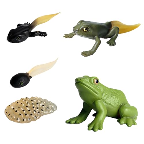 Lebenszyklus Tiere Figuren Spielzeug, Lebenszyklus Modelle Frosch, 5 Stück Tierlebenszyklus-Figuren von Frosch, Lernspielzeug für die Wachstumsphase von Tieren, Kleinkindspielzeug, Elternspielzeug von CTForest