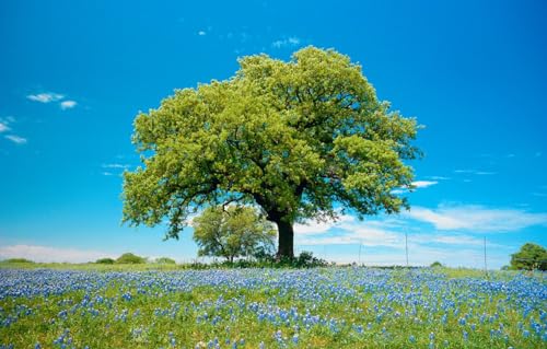 100-teiliges Puzzle für Erwachsene, Feld, Baum, Wiese, 45,5 x 35,5 cm von CUREW