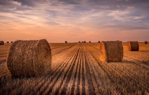 100-teiliges Puzzle für Erwachsene, Feld, Landschaft, Heu, 45,5 x 35,5 cm 100-teiliges Puzzle für Erwachsene, Feld, Landschaft, Heu, 45,5 x 35,5 cm von CUREW