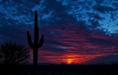 100-teiliges Puzzle für Erwachsene, Landschafts-Puzzle für Erwachsene und Kinder, Puzzles 100-teiliges Spielspielzeug für Erwachsene, Familienpuzzles, Geschenk, Kaktus, Arizona, Tucson, 45,5 x 35,5 cm 100-teiliges Puzzle für Erwachsene, Landschafts-Puzzle für Erwachsene und Kinder, Puzzles 100-teiliges Spielspielzeug für Erwachsene, Familienpuzzles, Geschenk, Kaktus, Arizona, Tucson, 45,5 x 35,5 cm von CUREW