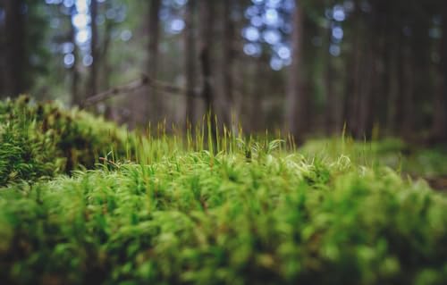 100-teiliges Puzzle für Erwachsene und Kinder ab 10 Jahren, Bäume, 45,5 x 35,5 cm 100-teiliges Puzzle für Erwachsene und Kinder ab 10 Jahren, Bäume, 45,5 x 35,5 cm von CUREW