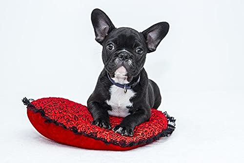 1000 Puzzles, Bulldogge, Welpe, Haustier 1, Heim- und Bürodekoration, DIY-Spielzeug für Kinder, 70 x 50 cm 1000 Puzzles, Bulldogge, Welpe, Haustier 1, Heim- und Bürodekoration, DIY-Spielzeug für Kinder, 70 x 50 cm von CUREW