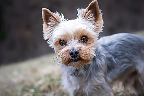 1000 Puzzles, Yorkshire Terrier Hund 1, Heimbüro-Dekoration, DIY-Spielzeug für Kinder 38 x 26 cm 1000 Puzzles, Yorkshire Terrier Hund 1, Heimbüro-Dekoration, DIY-Spielzeug für Kinder 38 x 26 cm von CUREW