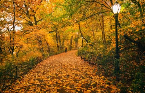 1000-teiliges Challenge-Puzzle für Erwachsene und Kinder, Bäume, New York, Bänke, Central Park, USA, 70 x 50 cm von CUREW