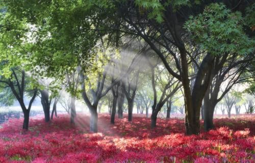 1000-teiliges Puzzle, Bäume, Landschaft, Park, Korea, 70 x 50 cm von CUREW