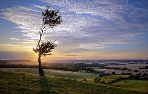 1000-teiliges Puzzle, Feld, Landschaft, Baum, 70 x 50 cm von CUREW