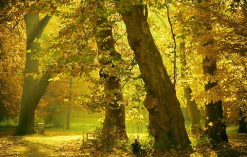 1000-teiliges Puzzle für Erwachsene und Kinder ab 10 Jahren, Bäume, Park, 38 x 26 cm von CUREW