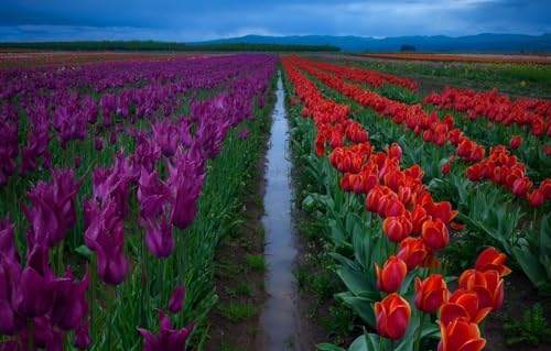 200-teiliges Puzzle für Erwachsene | Puzzles 200 Teile für Erwachsene | Puzzlegeschenke für Frauen | Puzzle für Erwachsene, Feld, Tulpen, Plantage, Grenzen 35 x 25 cm von CUREW