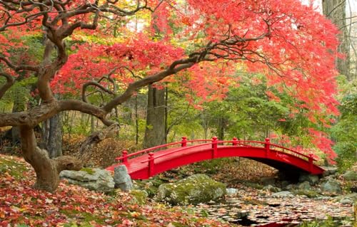 500-teiliges Puzzle, pädagogisches Puzzlespielzeug für Kleinkinder, Jungen und Mädchen, Park, japanischer Garten, Herbstsaison, 52 x 38 cm von CUREW