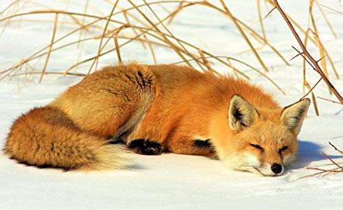 Fuchs im Schnee-Puzzle, Puzzleteil in einzigartiger Form, für Erwachsene und Kinder, Puzzle-Herausforderung, Familienspiel, 100 Teile, 45,5 x 35,5 cm von CUREW
