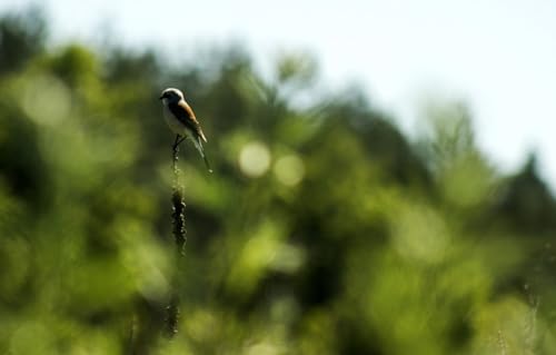 Holzpuzzle für Erwachsene und Kinder, 500-teiliges Puzzle, Vogel, 52 x 38 cm von CUREW