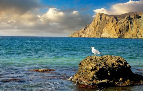 Niedliches Premium-Puzzle mit 1000 Teilen – Jedes Teil ist einzigartig – Anspruchsvolles, unterhaltsames Spiel für Erwachsene und die ganze Familie, Meer, Felsen, Möwe, 38 x 26 cm von CUREW