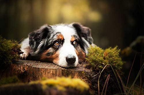 Puzzle 100 Teile für Erwachsene, Australian Shepherd auf einem Baumstumpf liegend, dekorative Gemälde 45,5 x 35,5 cm von CUREW