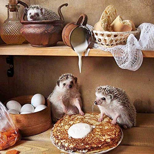 Puzzle 1000 Teile, Igelkoch-Puzzle, großes Puzzlespiel für Erwachsene und Jugendliche, Kinder 38x26CM von CUREW