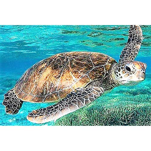 Puzzle 200 Teile - Schildkrötenpuzzle, großes Puzzlespiel für Erwachsene und Jugendliche, Kinder 35x25CM von CUREW