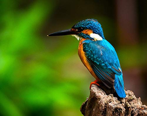 Puzzle 500 Teile, Eisvogel, Blau, Puzzlespiel für Erwachsene und Jugendliche, Kinder 52x38CM von CUREW