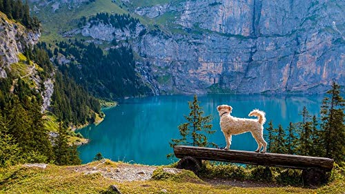 Puzzle 500 Teile, Hund Irish Soft Coated Wheaten Terrier, Puzzlespiel für Erwachsene und Jugendliche, Kinder 52x38CM von CUREW