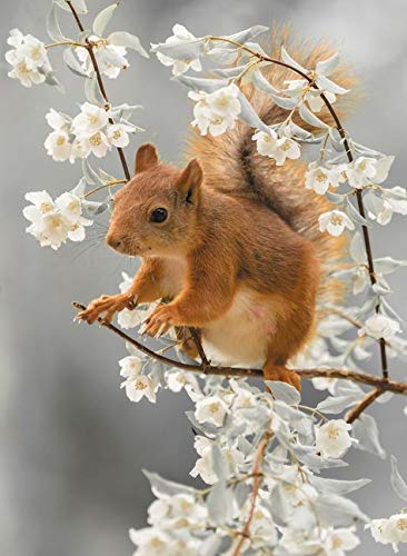 Puzzle | Blumen- und Eichhörnchenmuster-Puzzle | 200 Teile 35x25CM Puzzle | Blumen- und Eichhörnchenmuster-Puzzle | 200 Teile 35x25CM von CUREW
