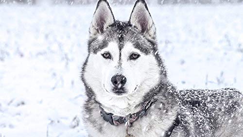 Puzzle | Husky-Schneewolf-Puzzle | 100 Teile 45,5 x 35,5 cm von CUREW
