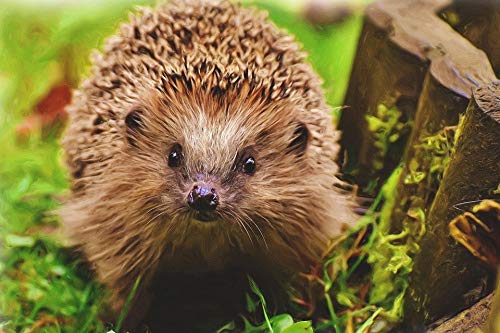 Puzzle | Igel-Kunstpuzzle | 1000 Puzzleteile 38x26CM von CUREW