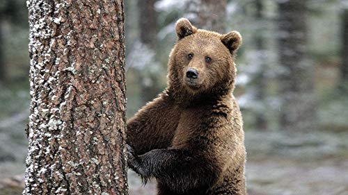 Puzzle | Niedliches Braunbär-Tierpuzzle für Erwachsene und Kinder, 1000 Teile, Geburtstagsgeschenke für Jungen und Mädchen, Heimdekorationspuzzle 38 x 26 cm von CUREW