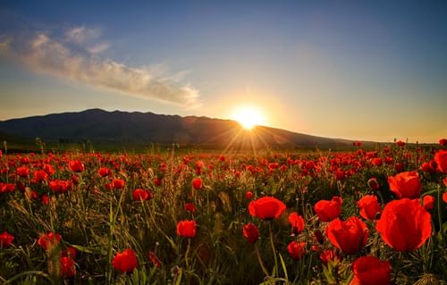 Puzzle für Erwachsene, 1000 Teile, Holzpuzzle, Puzzle, Familiendekoration, Feld, 38 x 26 cm Puzzle für Erwachsene, 1000 Teile, Holzpuzzle, Puzzle, Familiendekoration, Feld, 38 x 26 cm von CUREW