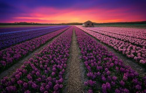 Puzzle für Erwachsene, 1000 Teile, Holzpuzzle, Puzzle, Familiendekoration, Feld, Lavendel, 70 x 50 cm von CUREW