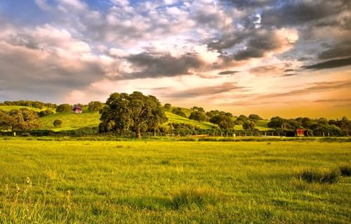Puzzle für Erwachsene, 1000 Teile, Puzzle für Teenager, Kinder, großes Puzzle, anspruchsvolle Spiele für die Familie, Unterhaltungsspielzeug, Geschenke, Heimdekoration, Feld, Bäume, 38 x 26 cm von CUREW