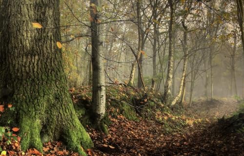 Puzzle für Erwachsene, 200 Teile, Holzpuzzle, Puzzle, Familiendekoration, Bäume, 35 x 25 cm Puzzle für Erwachsene, 200 Teile, Holzpuzzle, Puzzle, Familiendekoration, Bäume, 35 x 25 cm von CUREW