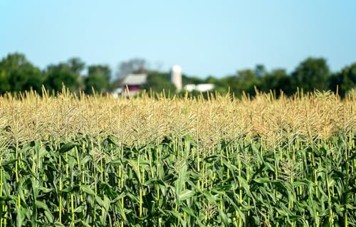 Puzzle für Erwachsene, 200 Teile, Puzzles, Familienspiele, DIY-Geschenk, Wanddekoration für Zuhause, Bäume, Scheune, Landschaft, Bauernhöfe, Maisfeld, 35 x 25 cm von CUREW